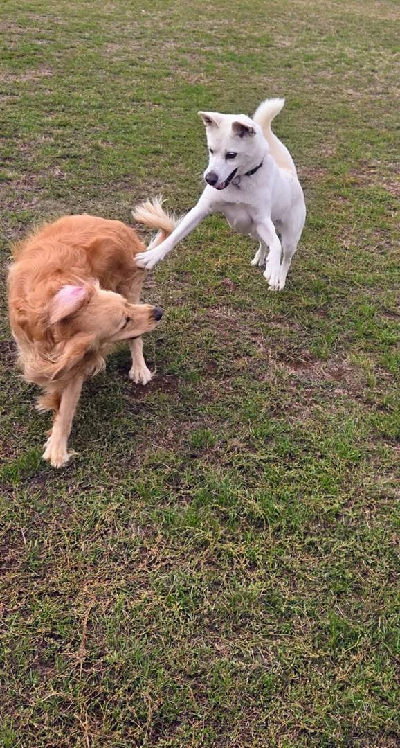 A golden retriever and a white dog play-bowing together on a grass field