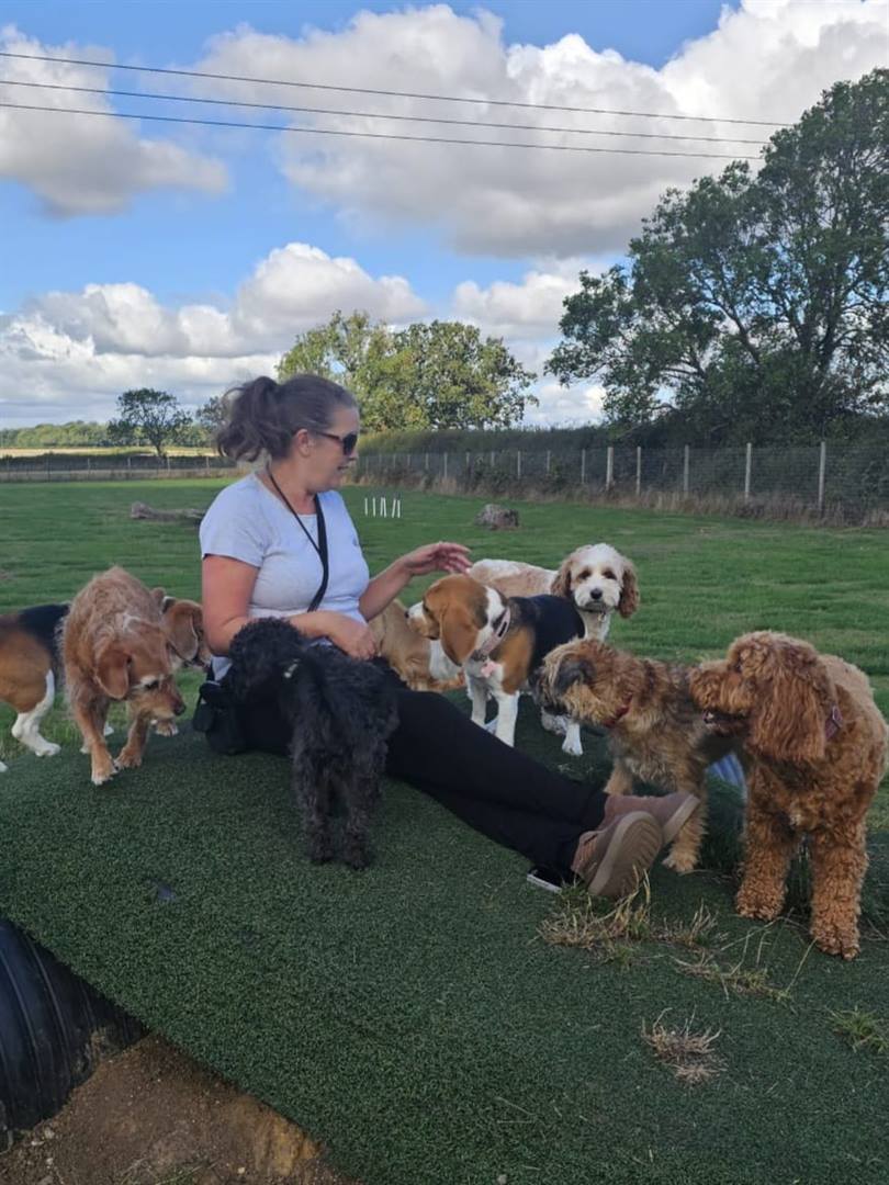 A dog walker sitting outdoors surrounded by a group of seven dogs on a bright day