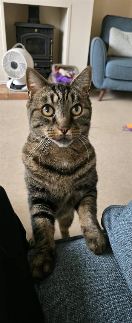 A brown tabby cat standing with its front paws up on a sofa, looking at the camera