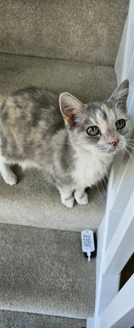 A grey and cream cat sitting on a carpeted staircase, looking up