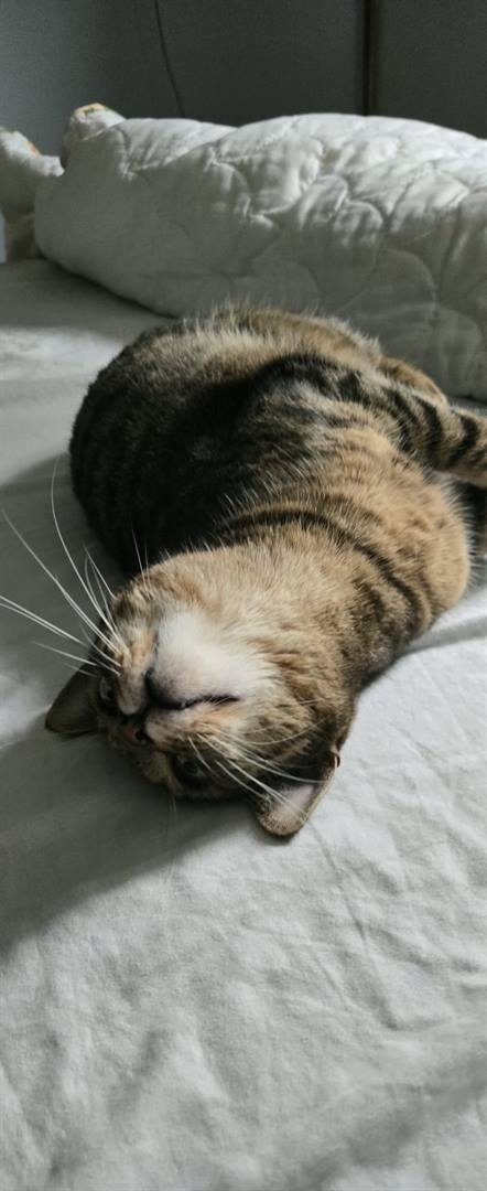 A tabby cat lying stretched out and sleeping on a bed