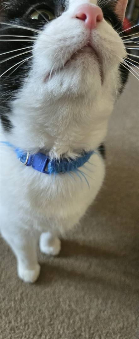 A black and white cat wearing a blue collar, photographed from below