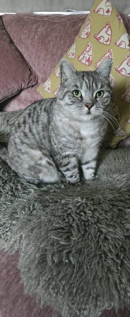 A silver tabby cat sitting on a fluffy grey blanket