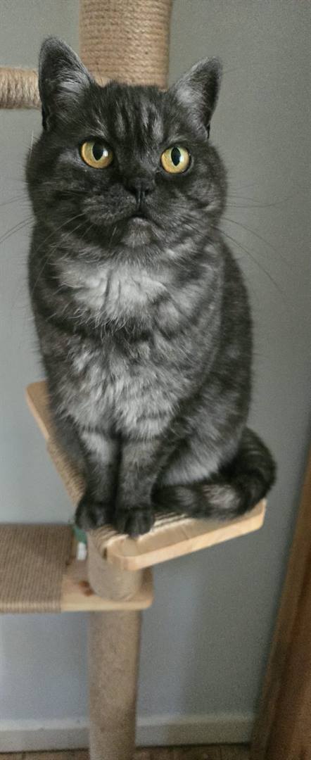 A dark grey cat sitting on a wooden platform of a cat tree