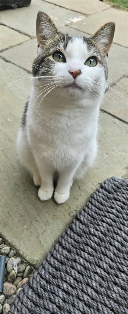 A white and tabby cat sitting on a patio, looking up