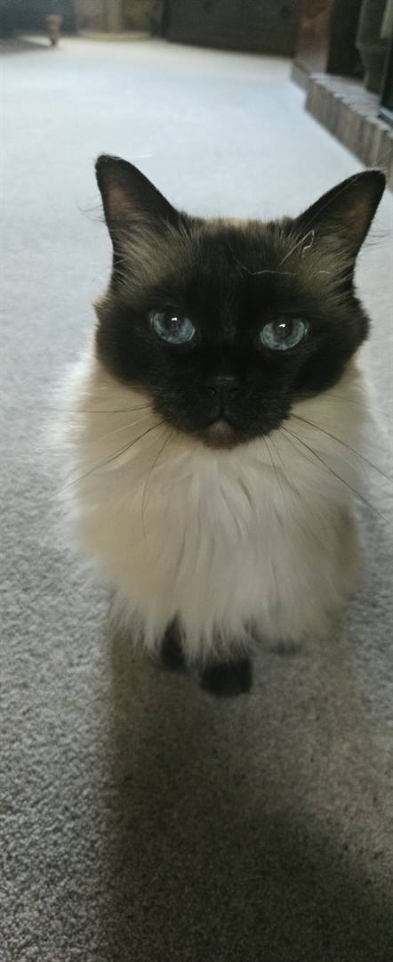 A seal point Siamese cat with blue eyes walking towards the camera