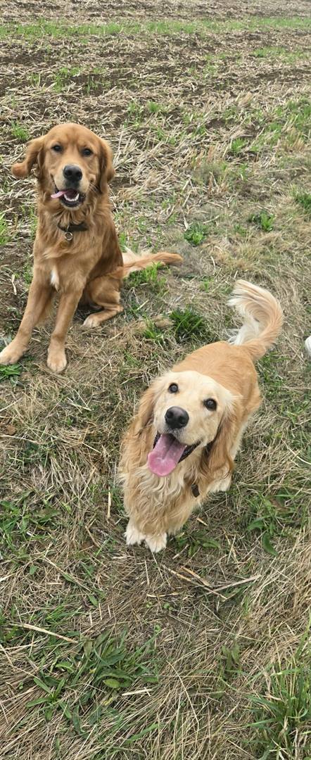 Two golden retrievers sitting side by side in a stubble field, both looking at the camera