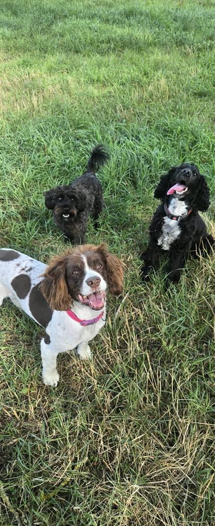 A black cockapoo, a springer spaniel and a black cocker spaniel standing in long grass