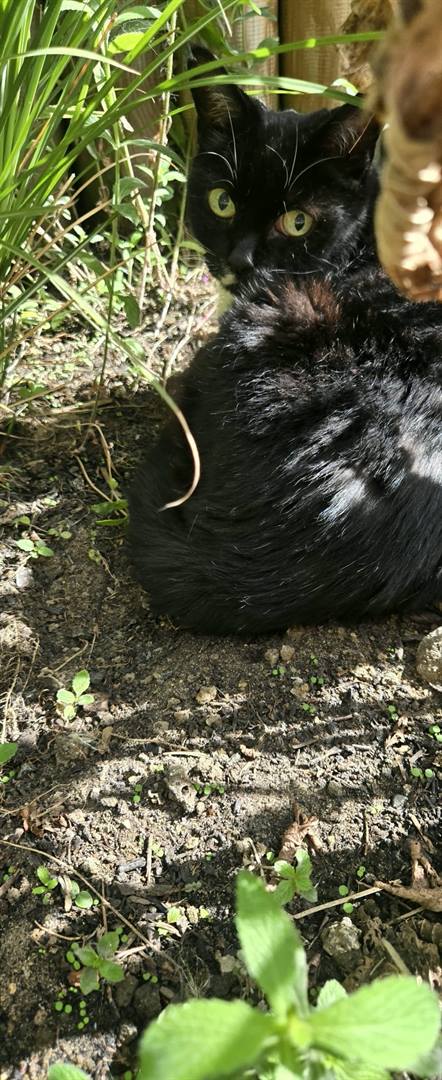 A black cat sitting in a sunny garden border among green plants