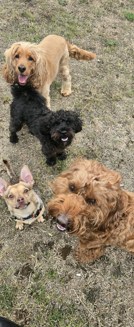 A black cockapoo, a chihuahua and an apricot cockapoo looking up at the camera