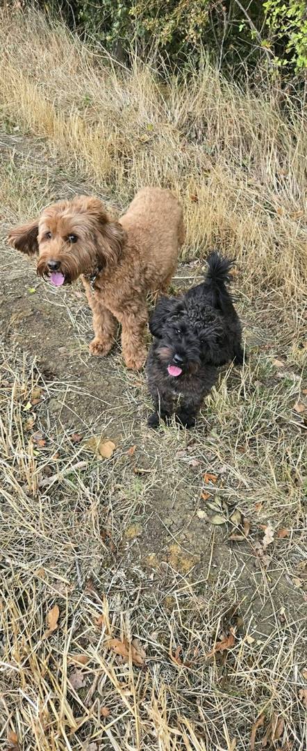 An apricot cockapoo and a black cockapoo standing on a path beside an autumn hedgerow