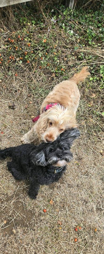 A cream cocker spaniel leaning its head against a grey cockapoo