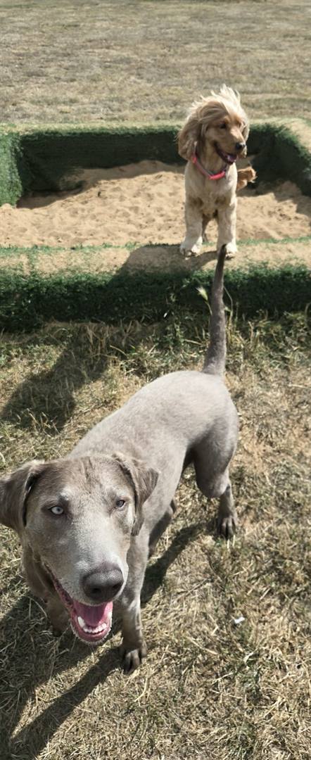 A silver labrador grinning at the camera with a golden cocker spaniel on a sand pit behind