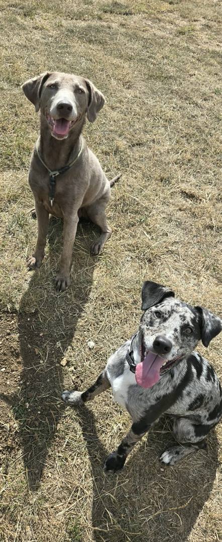 A silver labrador sitting in the sun with a merle-coated dog resting nearby
